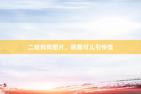 二哈狗狗图片，萌趣可儿引怜惜